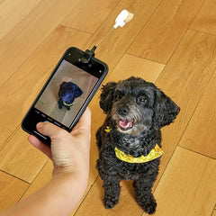 Kobe Dog Treat Selfie Clip